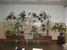 джунгли кабинета биологии